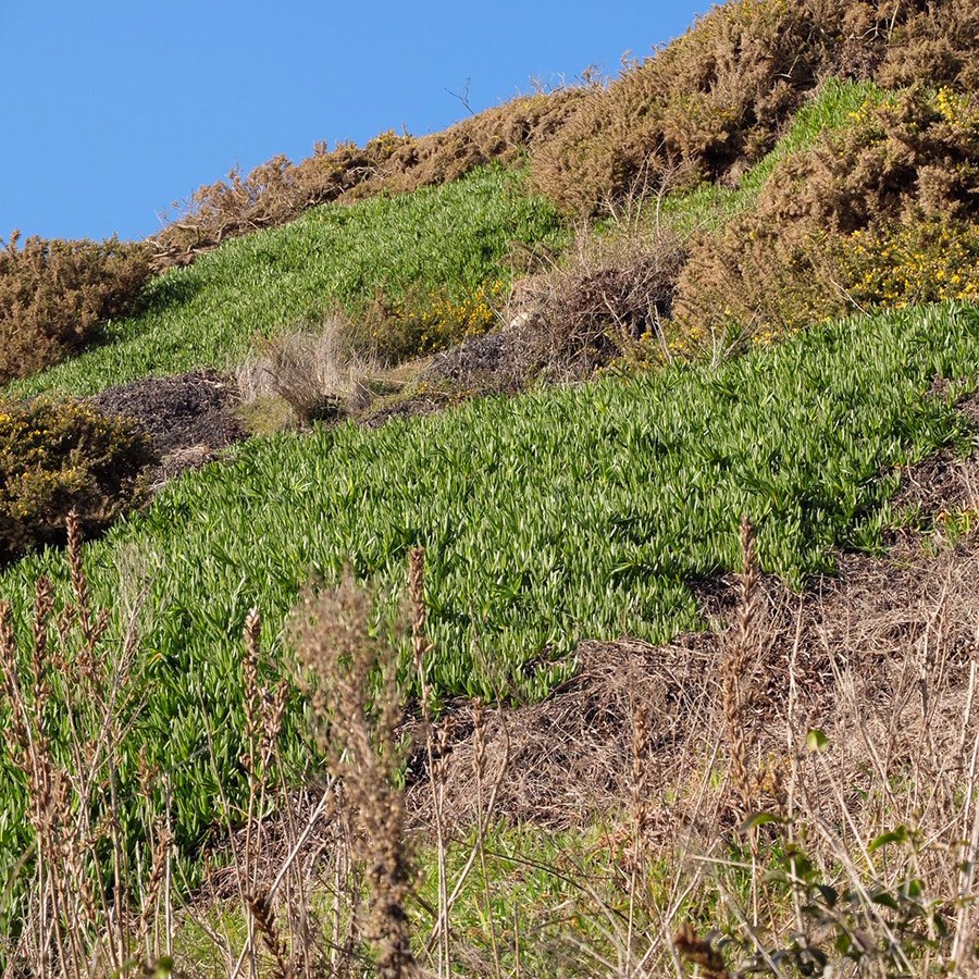 Hottentot fig on coastal cliff