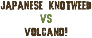 Japanese Knotweed vs Volcano!