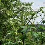 Thickets of hogweed plants, dangerous to humans, on the edge of the forest