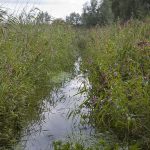 Flowering Himalayan Balsam along ditch