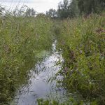 Flowering Himalayan Balsam along ditch