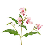 Impatiens glandulifera flowers isolated on white background