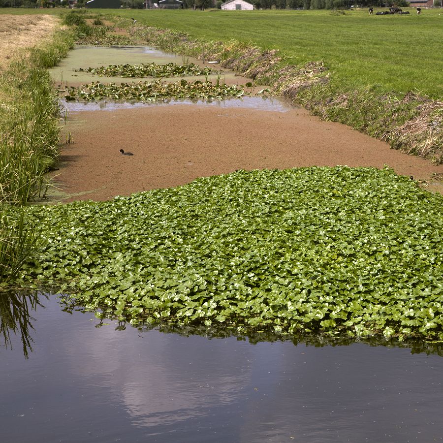 Waterways overgrown by invasive Water pennywort